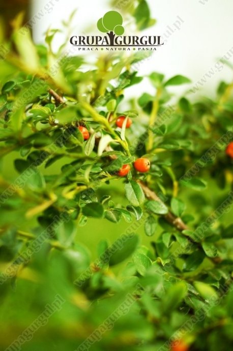 Irga szwedzka ‚Coral Beauty’ – Cotoneaster suecicus ‚Coral Beauty’