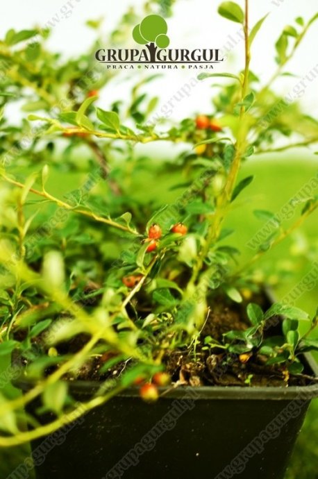 Irga szwedzka ‚Coral Beauty’ – Cotoneaster suecicus ‚Coral Beauty’