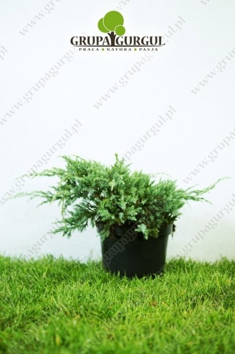 Jałowiec łuskowaty ‚Blue Carpet’ – Juniperus squamata ‚Blue Carpet’