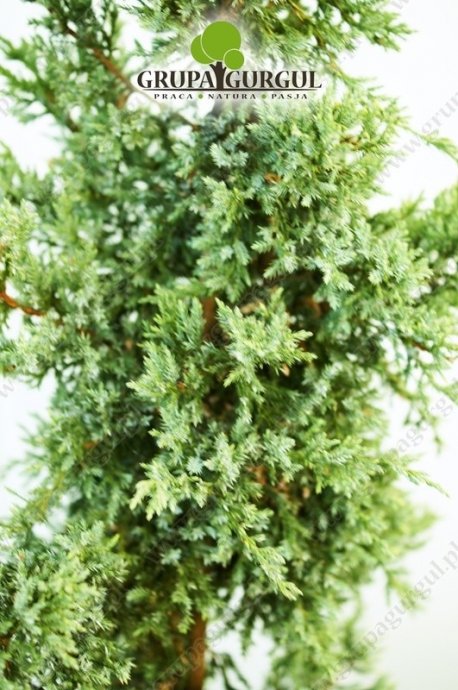 Jałowiec łuskowaty ‚Holger’ – Juniperus squamata ‚Holger’ – na pniu