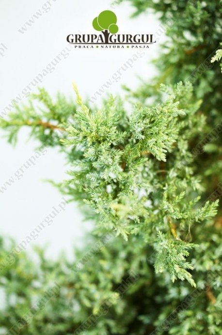 Jałowiec łuskowaty ‚Holger’ – Juniperus squamata ‚Holger’ – na pniu