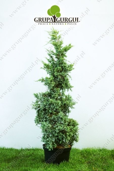 Jałowiec łuskowaty ‚Holger’ – Juniperus squamata ‚Holger’ – na pniu