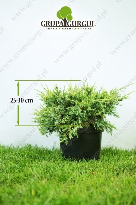 Jałowiec łuskowaty ‚Holger’ – Juniperus squamata ‚Holger’