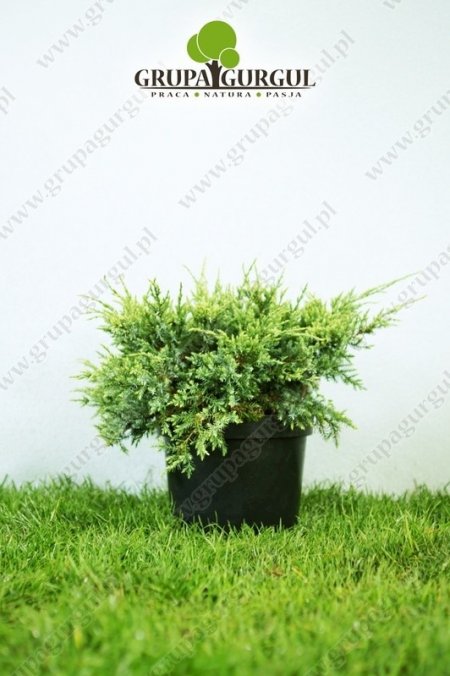 Jałowiec łuskowaty ‚Holger’ – Juniperus squamata ‚Holger’