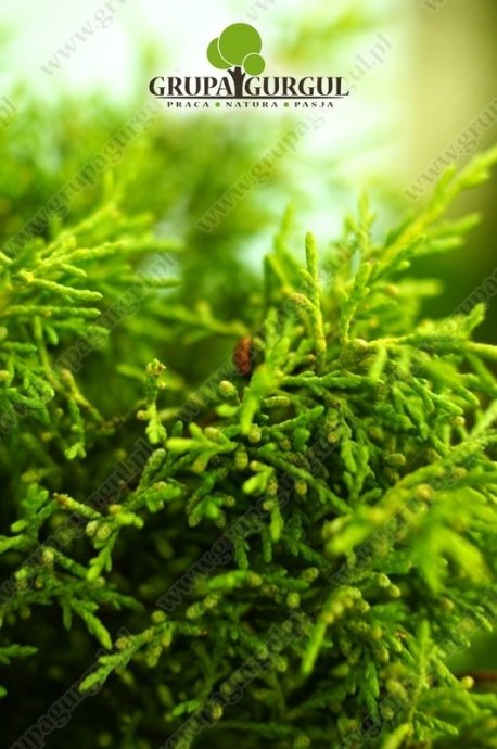 Jałowiec Pfitzera ‚Old Gold’ – Juniperus pfitzeriana ‚Old Gold’ – na pniu