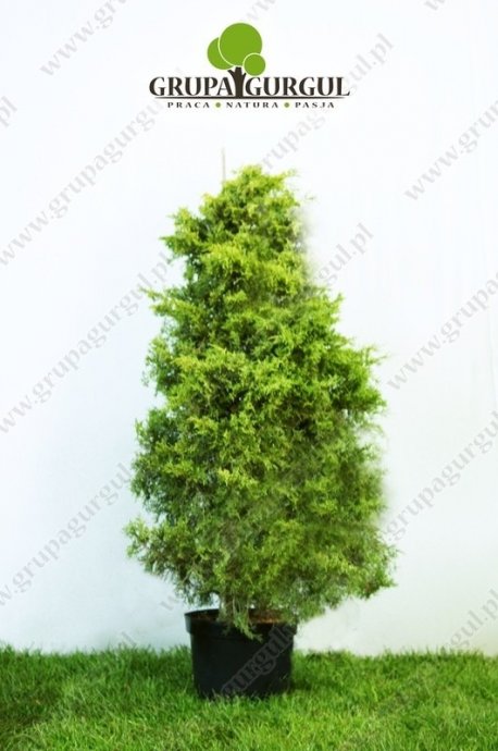 Jałowiec Pfitzera ‚Old Gold’ – Juniperus pfitzeriana ‚Old Gold’ – na pniu