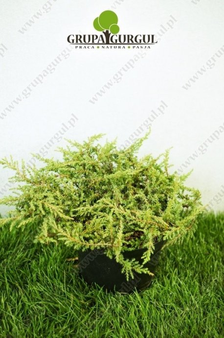 Jałowiec pospolity ‚Repanda’ – Juniperus communis ‚Repanda’