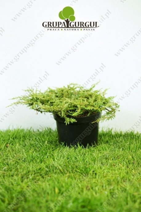 Jałowiec pospolity ‚Repanda’ – Juniperus communis ‚Repanda’