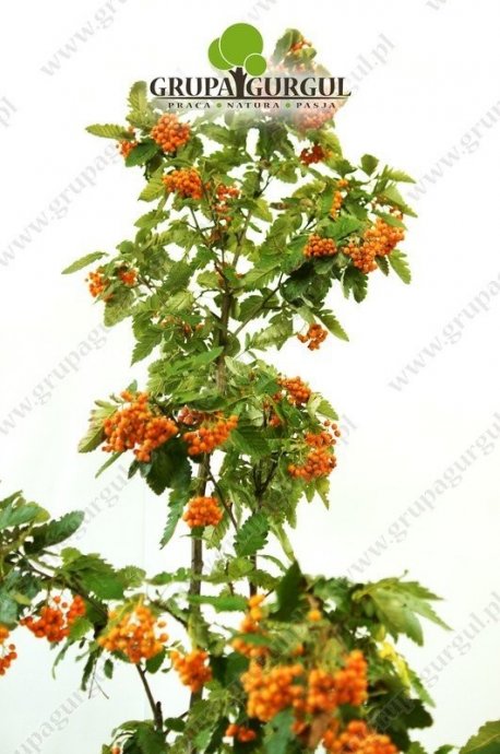 jarzab-turyngski-fastigiata-sorbus-thuringiaca-fastigiata.1_f