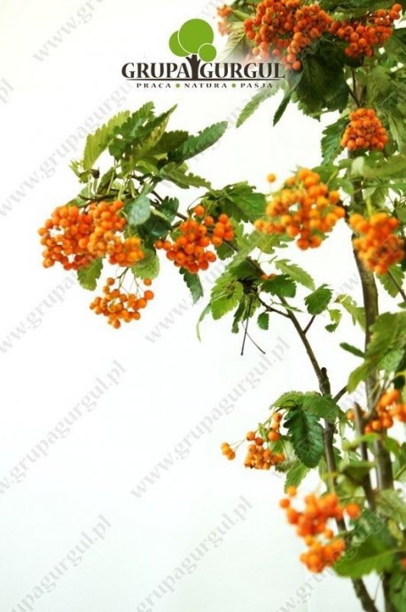 jarzab-turyngski-fastigiata-sorbus-thuringiaca-fastigiata.2_f