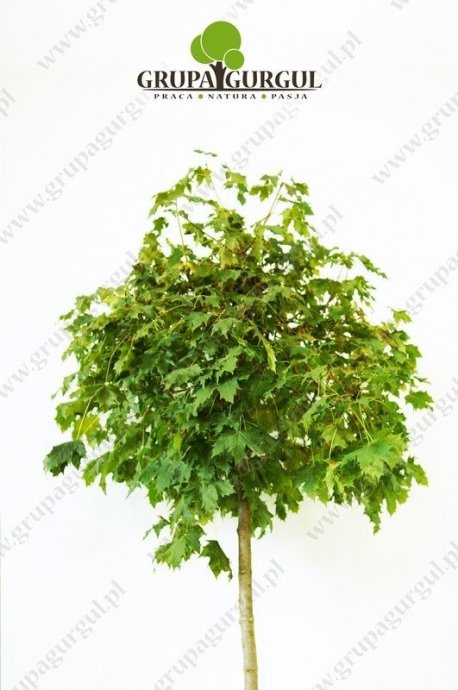 klon-pospolity-globosum-acer-platanoides-globosum.1_f