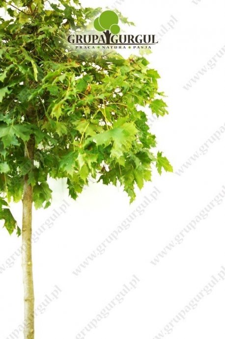 klon-pospolity-globosum-acer-platanoides-globosum.2_f