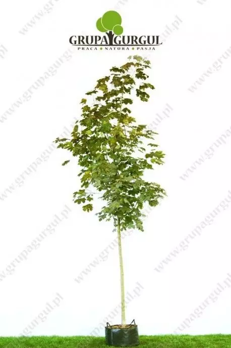 klon-pospolity-royal-red-acer-platanoides-royal-red_f