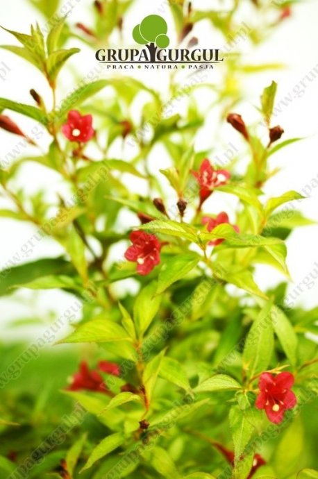 Krzewuszka ‚Bristol Ruby’ – Weigela ‚Bristol Ruby’