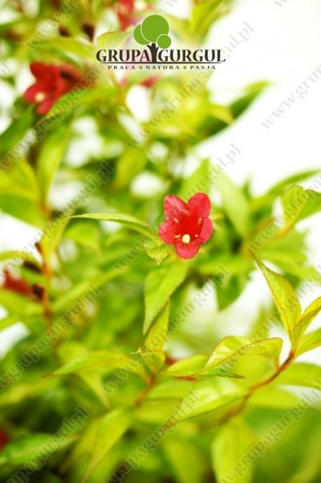 Krzewuszka ‚Bristol Ruby’ – Weigela ‚Bristol Ruby’