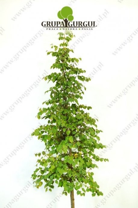 lipa-drobnolistna-greenspire-tilia-cordata-greenspire.1_f