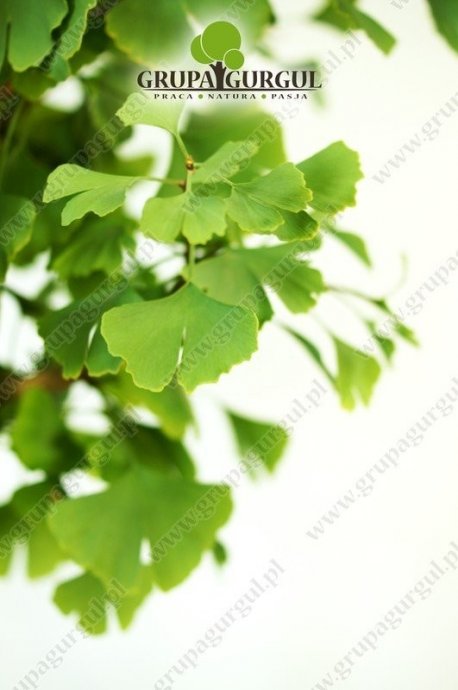 milorzab-dwuklapowy-ginkgo-biloba.4_f