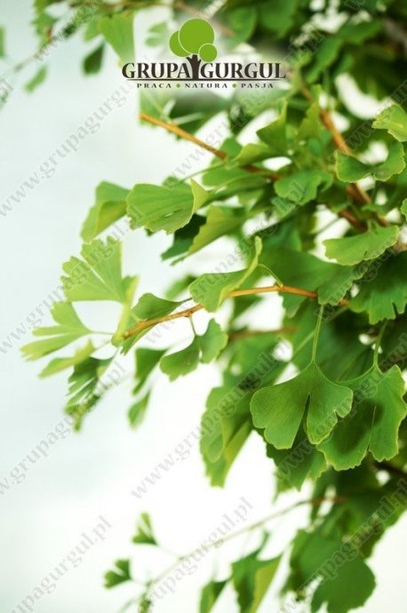 milorzab-dwuklapowy-ginkgo-biloba.3_f