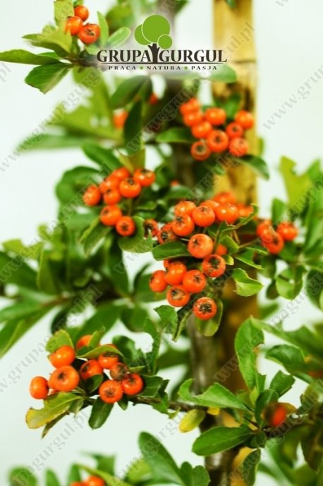 Ognik szkarłatny – Pyracantha coccinea – różne odmiany