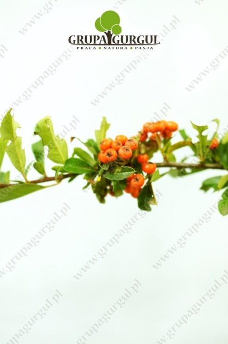 Ognik szkarłatny – Pyracantha coccinea – różne odmiany