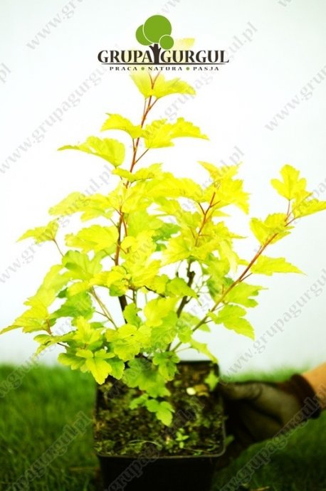 Pęcherznica kalinolistna ‚Dart’s Gold’ – Physocarpus opulifolius ‚Dart’s Gold’