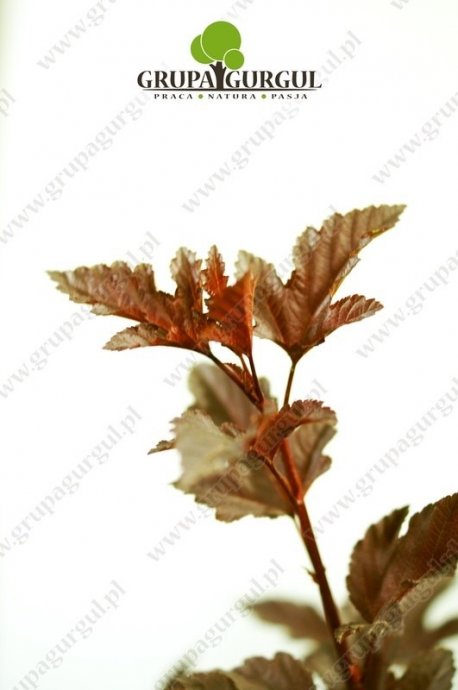 Pęcherznica kalinolistna ‚Diabolo’ – Physocarpus opulifolius ‚Diabolo’