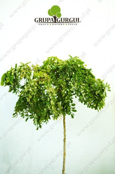 robinia-akacjowa-twisty-baby-robinia-pseudoacacia-twisty-baby.1_f