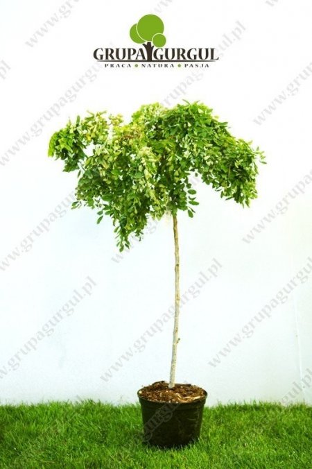 robinia-akacjowa-twisty-baby-robinia-pseudoacacia-twisty-baby_f