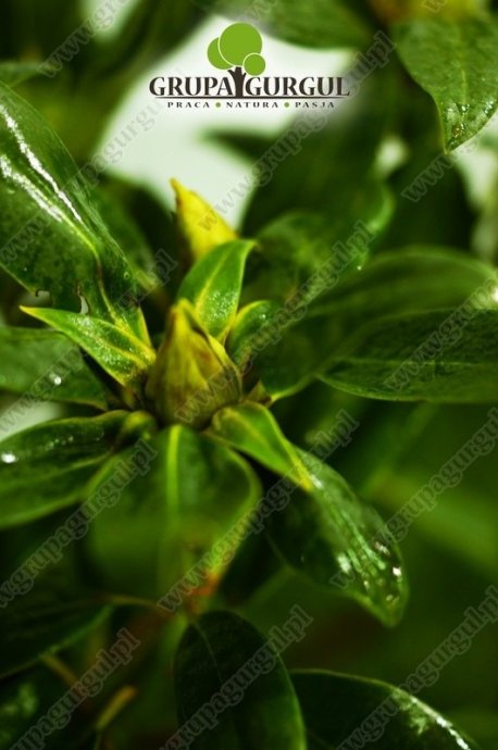 Rożanecznik – Rhododendron – różne odmiany