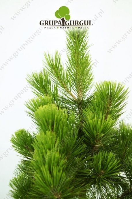 Sosna bośniacka ‚Compact Gem’ – Pinus leucodermis ‚Compact Gem’