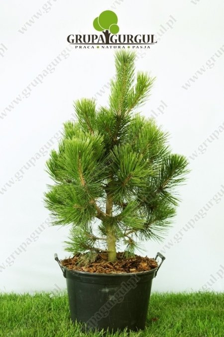 Sosna bośniacka ‚Compact Gem’ – Pinus leucodermis ‚Compact Gem’