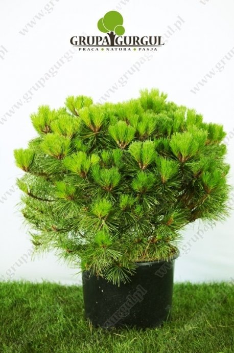 Sosna czarna BREPO ‚Pierrick Brégeon’ – Pinus nigra BREPO ‚Pierrick Brégeon’ PBR