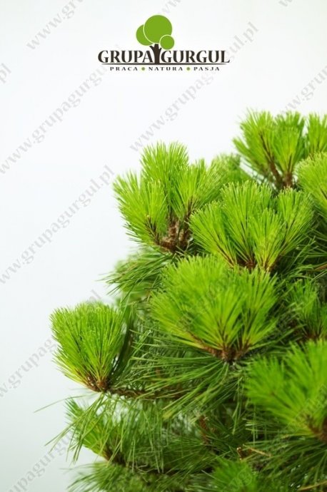 Sosna czarna BREPO ‚Pierrick Brégeon’ – Pinus nigra BREPO ‚Pierrick Brégeon’ PBR