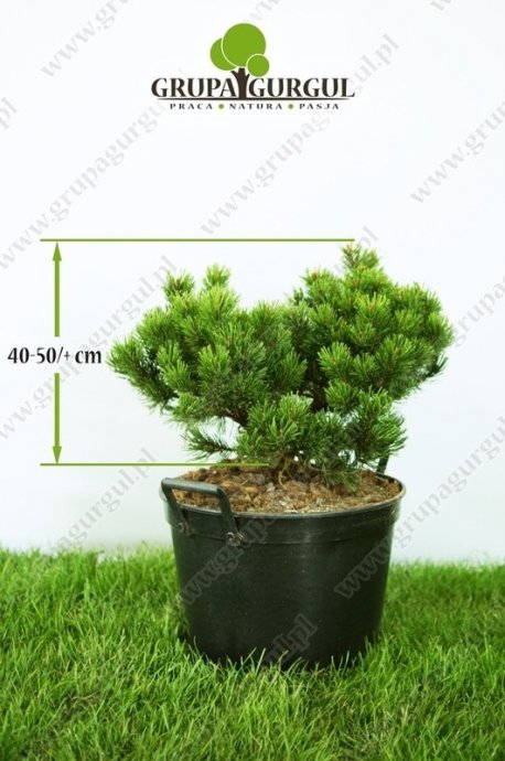 Sosna kosodrzewina ‚Mops’ – Pinus mugo ‚Mops’