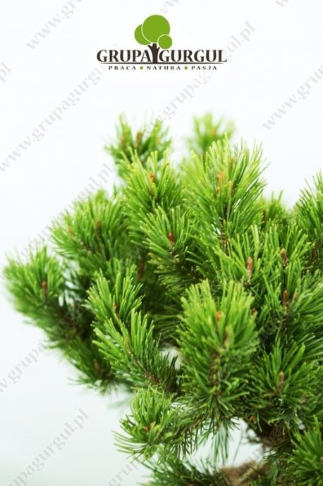 Sosna kosodrzewina ‚Mops’ – Pinus mugo ‚Mops’