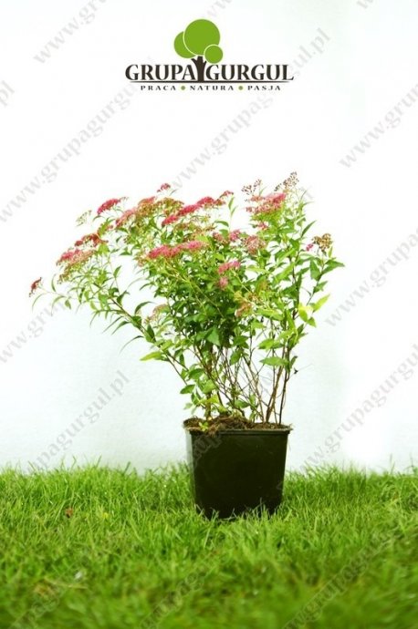Tawuła japońska ‚Anthony Waterer’ – Spiraea japonica ‚Anthony Waterer’