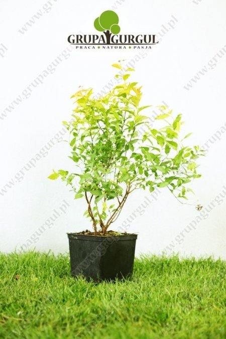 Tawuła japońska ‚Goldflame’ – Spiraea japonica ‚Goldflame’