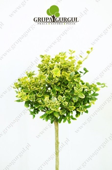 Trzmielina Fortune’a ‚Gold Tip’ – Euonymus fortunei ‚Gold Tip’ – na pniu