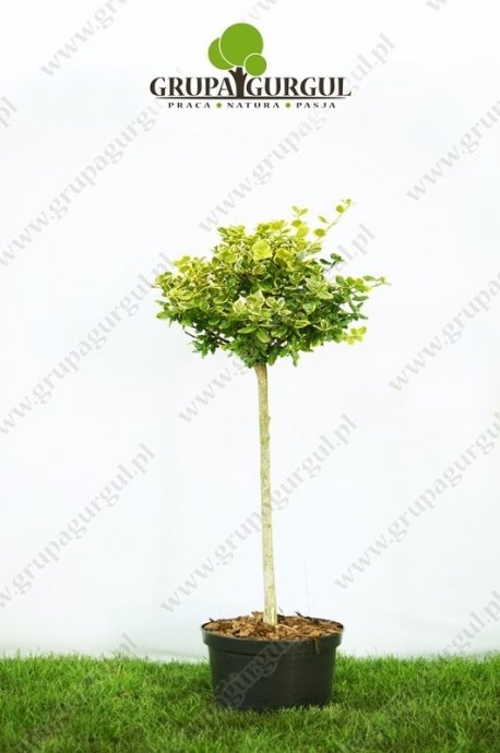 Trzmielina Fortune’a ‚Gold Tip’ – Euonymus fortunei ‚Gold Tip’ – na pniu