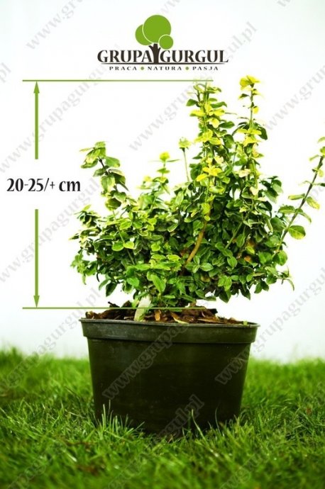 Trzmielina Fortune’a ‚Gold Tip’ – Euonymus fortunei ‚Gold Tip’