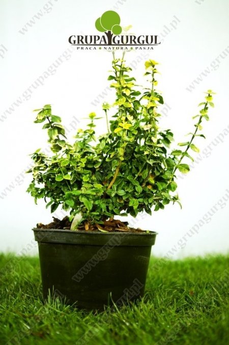Trzmielina Fortune’a ‚Gold Tip’ – Euonymus fortunei ‚Gold Tip’