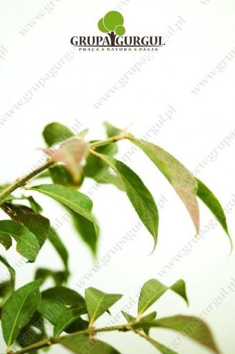 Trzmielina oskrzydlona, Compactus’ – Euonymus alatus ‚Compactus’