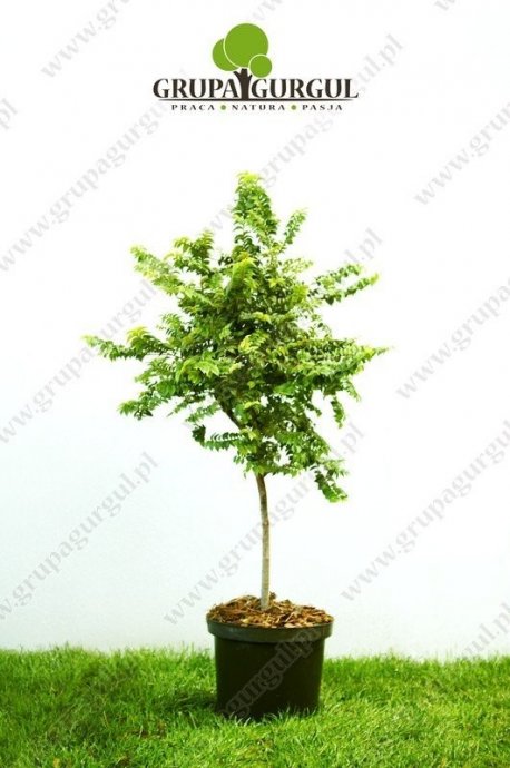 wiaz-drobnolistny-geisha-ulmus-parvifolia-geisha_f