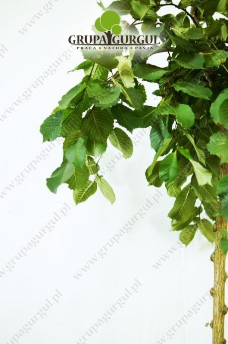 wiaz-glabra-camperdownii-ulmus-glabra-camperdownii.1_f