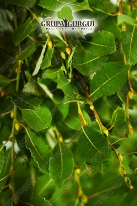 Wierzba ‚Iwa’ – Salix caprea