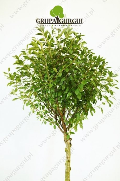 wisnia-osobliwa-globosa-prunus-fruticosa-globosa.1_f