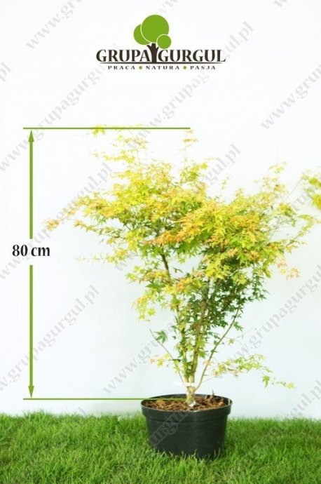 klon-palmowy-katsura-acer-palmatum-katsura.1_f