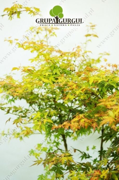 klon-palmowy-katsura-acer-palmatum-katsura.3_f