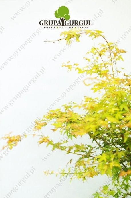 klon-palmowy-katsura-acer-palmatum-katsura.2_f