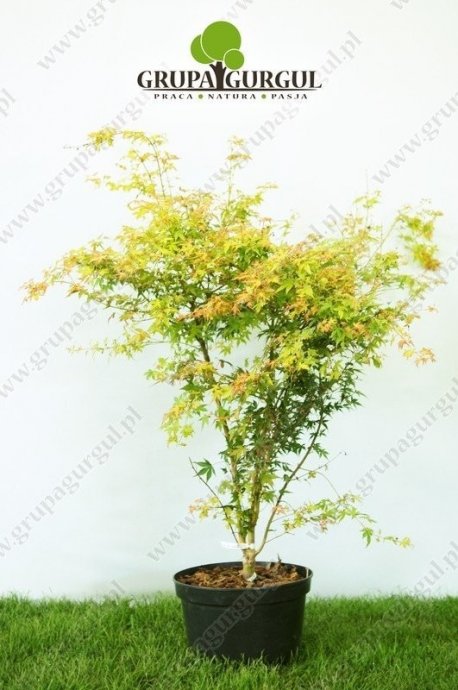 klon-palmowy-katsura-acer-palmatum-katsura_f